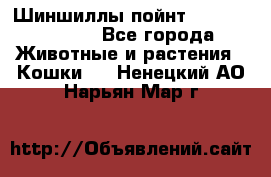 Шиншиллы пойнт ns1133,ny1133. - Все города Животные и растения » Кошки   . Ненецкий АО,Нарьян-Мар г.